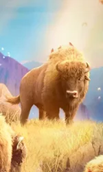 Buffalo Win